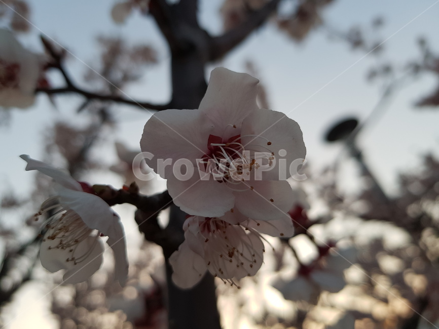 plant,식물,blossom,flower,꽃,cherryblossom,벚꽃,산책길