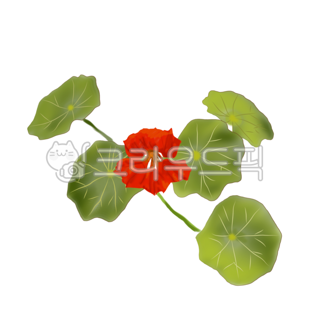 한련화,꽃,잎,한련화꽃,한송이,그림,초록,빨강,꽃잎,꽃밥,식용꽃,flower,leaf,일러스트레이션,한련화일러스트,꽃그림,한련화꽃그림,정물화,수채화,꽃수채화,한련화수채화,빨강한련화,꽃활동집