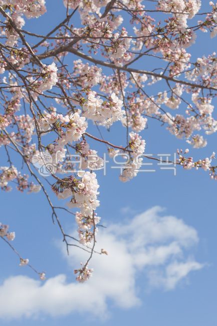 spring flowers,spring,sky,cherry,blue sky,Cherry Blossom,plant,tree,season,flower