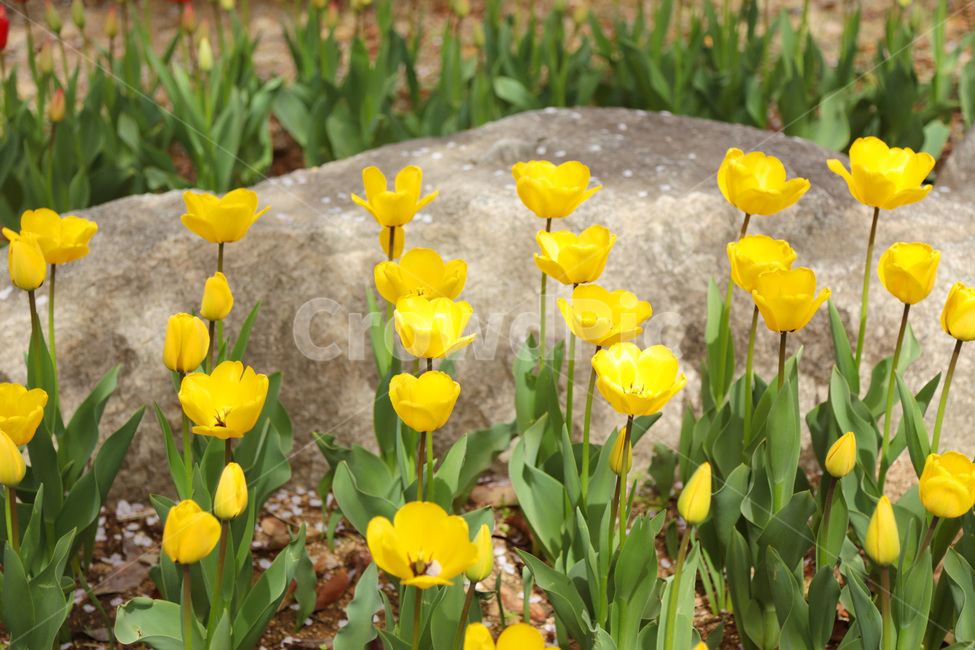 튤립,꽃밭,봄,봄꽃,flower,tulip,노랑,yellow,꽃,plant,식물
