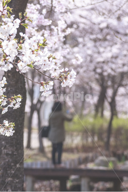 봄,풍경,꽃,벚꽃,spring,landscape,flower,cherryblossom,봄,계절,spring,season,plant,식물,blossom