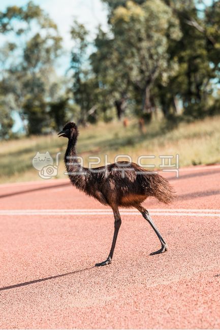에뮤,emu,야생동물,animal,wildanimal,호주,호주야생동물,아웃백,자연,nature,outdoors,옥외