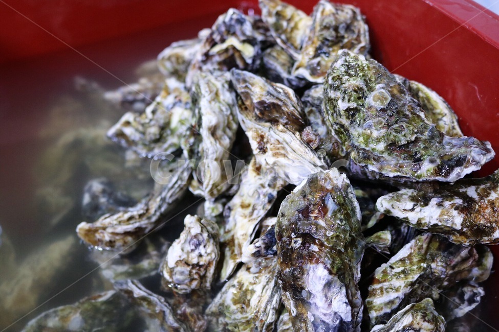굴,석화,생굴,굴껍질,음식,음식,식재료,요리,food,cook,meal,dishes,food reserves,수산물,해산물,fishery products,seafood