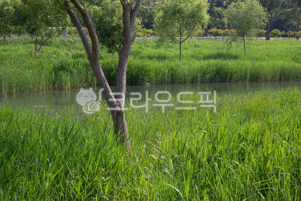 자연, 숲, 공원, 풀숲, 호수, 사진,이미지,일러스트,캘리그라피 - Anthony Khim작가