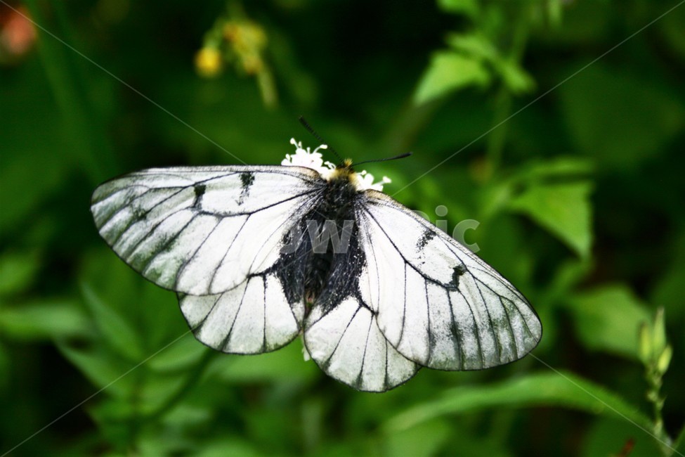 모시나비,모시범나비,호랑나비과,모시나비아과,곤충,자연,동물,animal,곤충,벌레,insect,bug