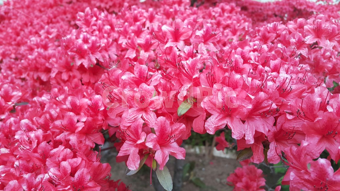 진달래,봄,꽃,핑크,식물,자연,감성사진,분홍,색감,색체,컬러,flower
