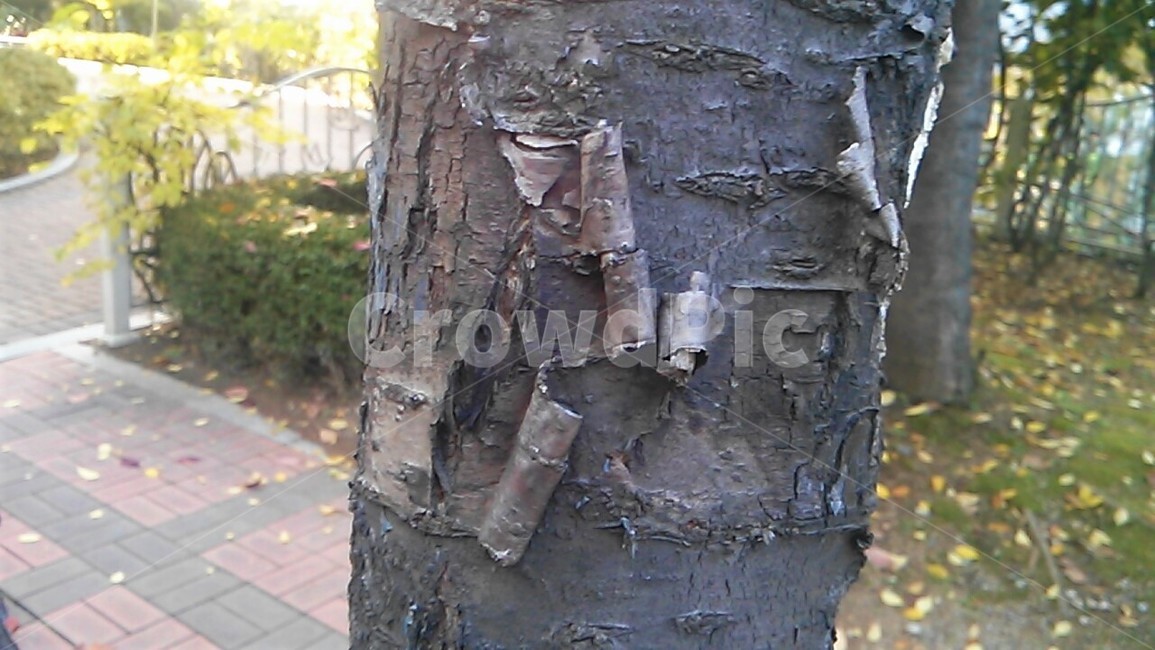 식물,plant,treetrunk,나무줄기,나무,tree,나무껍질,보도블록,precastpavers,thebarkofatree