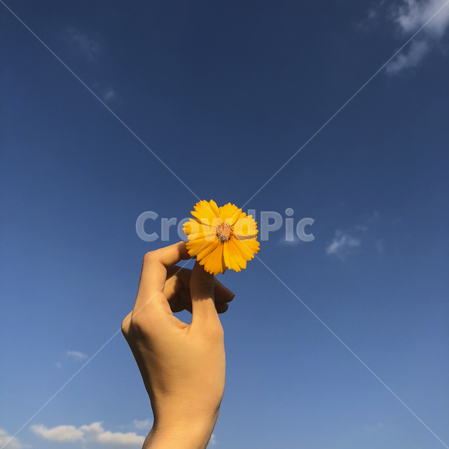 꽃,하늘,손,구름,햇빛,식물,자연,plants,nature,꽃,flower,사람,인물,인간,human,person,신체일부,몸,body