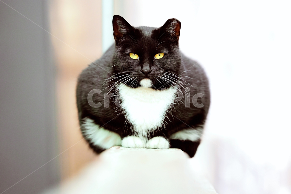 Meow,wild animals,cat cat,Pets,pet cat,stray cat,cat,pet