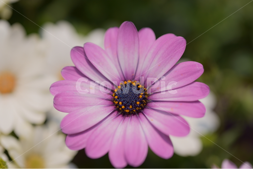 봄,꽃,식물,자연,야생화,봄,계절,spring,season,식물,자연,plants,nature,꽃,flower,plant,daisies,데이지,blossom,daisy