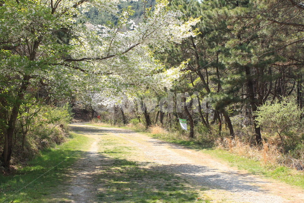벚꽃,산책,봄,부산해운대,풍경,산책로,조용,봄,계절,spring,season,자연,풍경,nature,landscape,tree,나무,plant,식물,tree trunk,나무 줄기