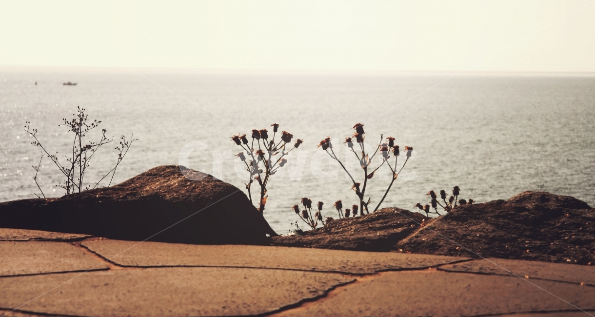 제주도,겨울,바다,식물,꽃,물,파도,돌,길,계절,쓸쓸함,노을,피사체,고요,쓸쓸,분위기,갈색,조용,jeju,jejuisland,winter,sea,flower,stone,식물,자연,plants,nature,꽃,flower,감성,sensible,feeling