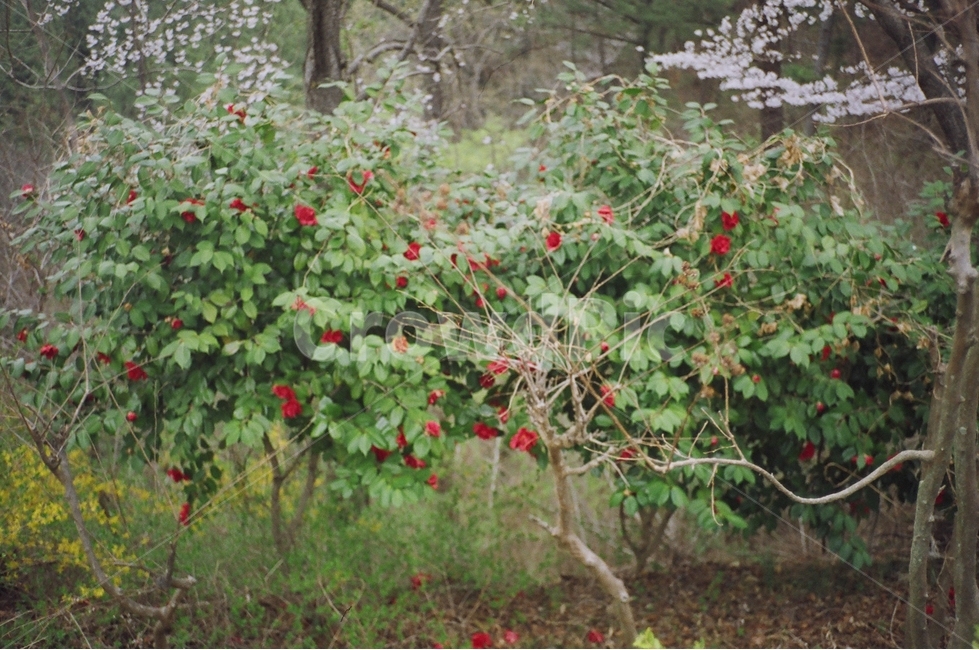 풍경,벚꽃,꽃,나무,봄,동백,식물,자연,plants,nature,꽃,flower