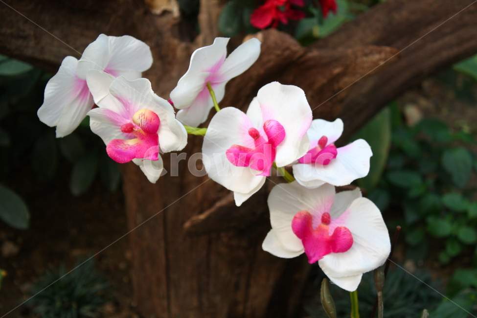 식물,꽃,plant,flower,blossom,식물,자연,plants,nature,꽃,flower