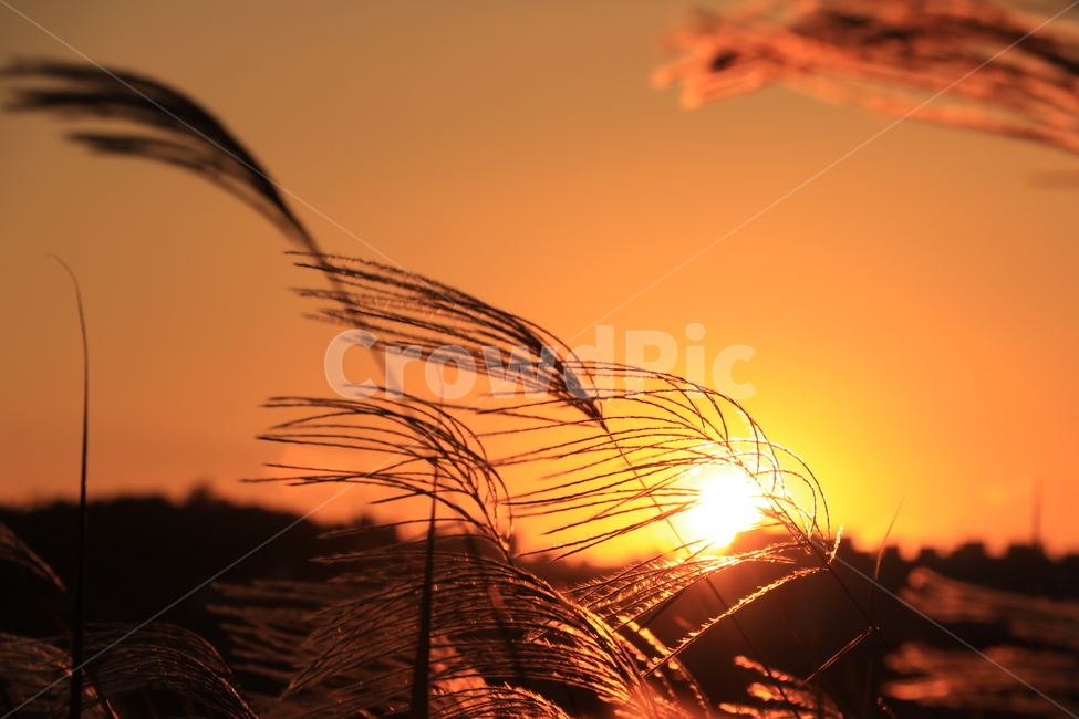 석양,갈대,억새,sunset,reed,가을,계절,fall,autumn,season,nature,자연,plant,식물,grass,잔디,outdoors,옥외