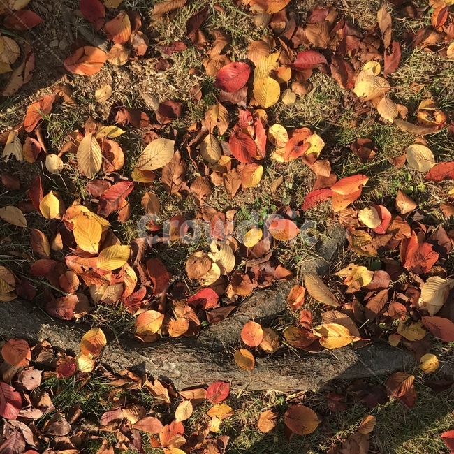 식물,가을,나뭇잎,낙엽,단풍,fall,maple