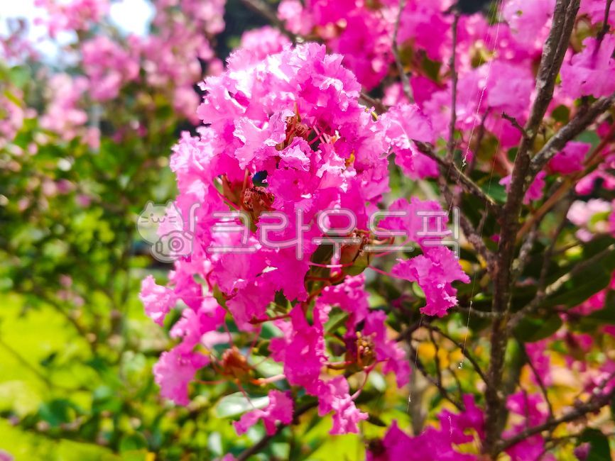 백일홍,배롱나무,분홍꽃,백일화,배롱꽃,백일초,꽃,꽃잎,만개,나무,식물,plant,flower,blossom