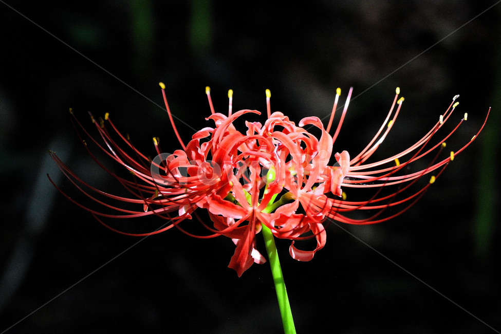 꽃무릇,상사화,꽃,붉은꽃,식물,식물,자연,plants,nature,꽃,flower