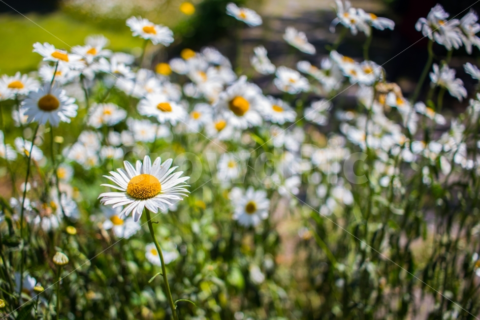 제주,제주도,환경,꽃,꽃밭,마가렛,혼인지,풍경,자연,식물,자연,plants,nature,꽃,flower