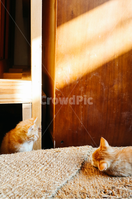 고양이,새끼고양이,아기고양이,길냥이,길고양이,냥이,cat,길냥,냥,동물,animal,포유류,mammal,고양이,cat,kitten,kitty,감성,sensible,feeling