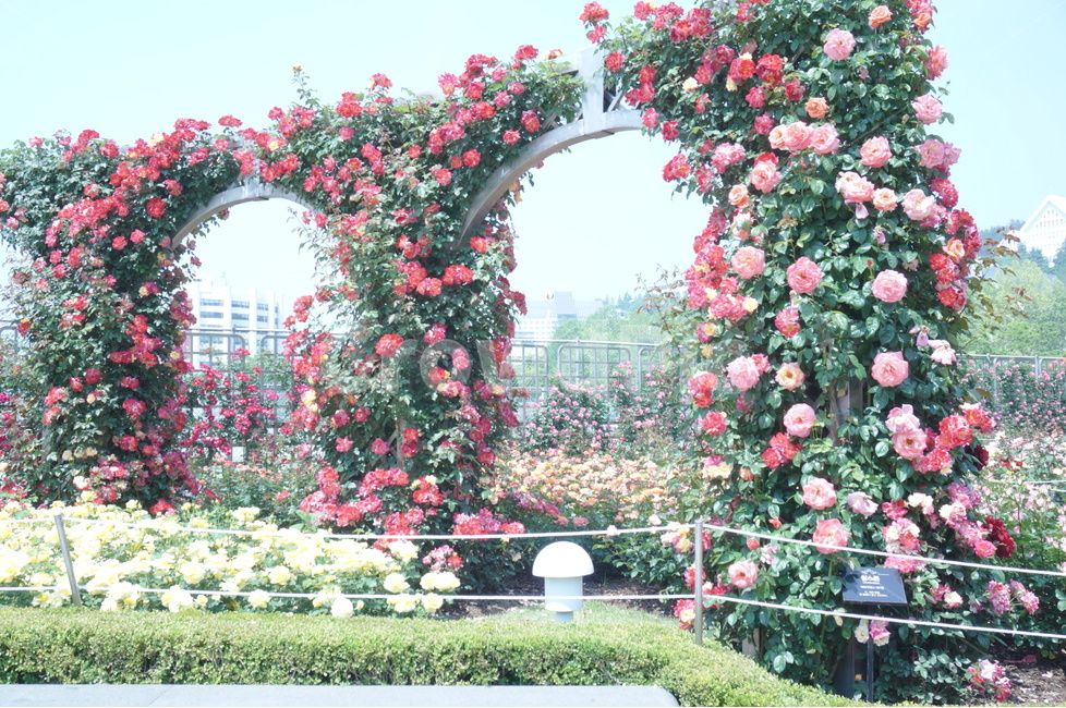 꽃,장미,꽃길,잎,배경,식물,자연,plants,nature,꽃,flower,감성,sensible,feeling