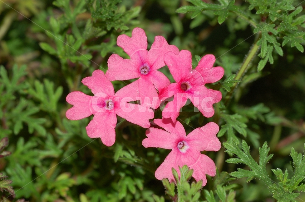 자연,꽃,화려함,예쁜,Nature,Flower,Beautiful,Colorful,빨강,꽃잔디,식물,자연,plants,nature,꽃,flower