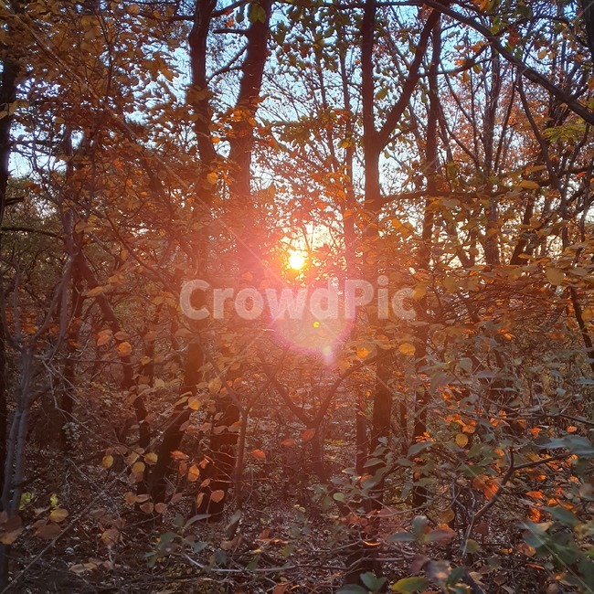 햇빛,노을,일출,일몰,sunshine,빛,light,tree,branch,나뭇가지,나무,숲,산속,산,background,풍경,자연,자연풍경,배경,가을산,가을,겨울,season,autumn,winter,자연배경,분위기,감성사진,감성,한국자연풍경,sunset,sunrise,등산로,등산