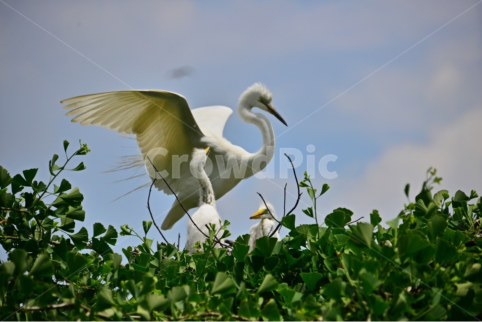 bird,새,animal,동물,waterfowl,egret,백로,stork,황새,육추,백로육추,백로새끼