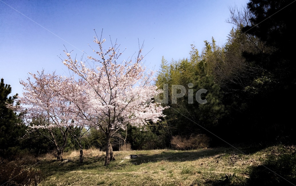 벚꽃나무,벚꽃,공원,자연,봄,nature,park,자연,풍경,nature,landscape,plant,식물