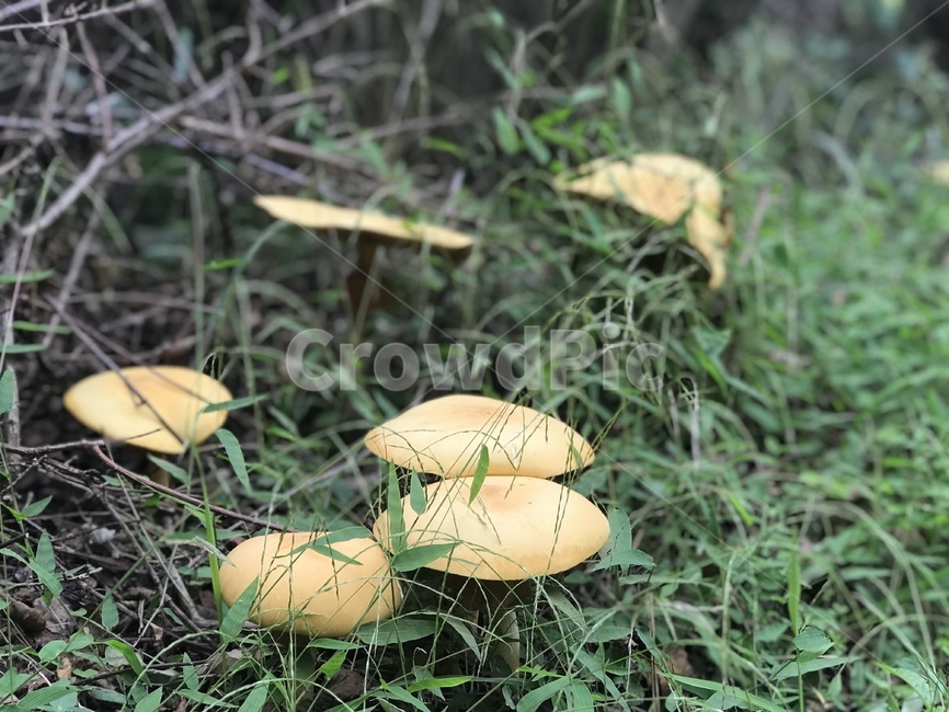 버섯,식물,자연,유기적인,자연적인,풀숲,버섯,mushroom