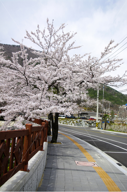 flower,plant,봄,벚꽃,나무,식물,봄,계절,spring,season