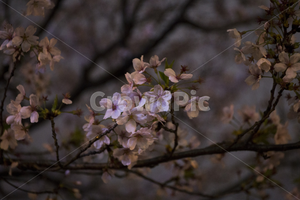 봄,벚꽃,꽃잎,낙화,분위기,감성,봄,계절,spring,season,야경,밤,풍경,nightscape,night,landscape,식물,자연,plants,nature,꽃,flower,감성,sensible,feeling,plant,blossom