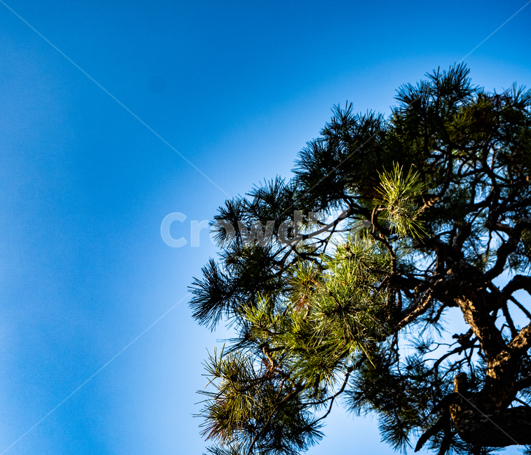 tree,나무,식물,하늘,풍경,식물,자연,plants,nature,나무,trees,wood