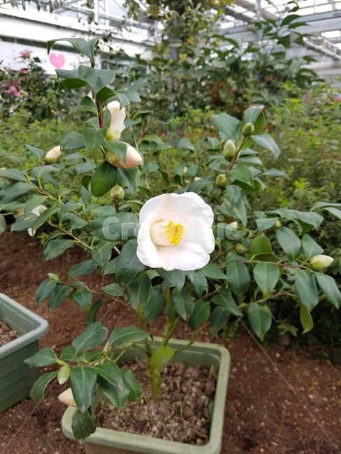 식물,화원,꽃,하얀색,겨울,제주,식물,자연,plants,nature,꽃,flower