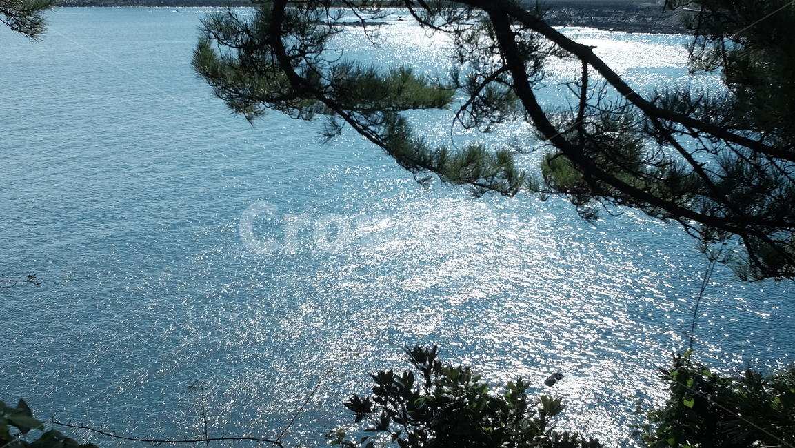 제주도,바다,파도,물결,sea,절벽,나무,해안,자연,풍경,nature,landscape,tree,plant,식물