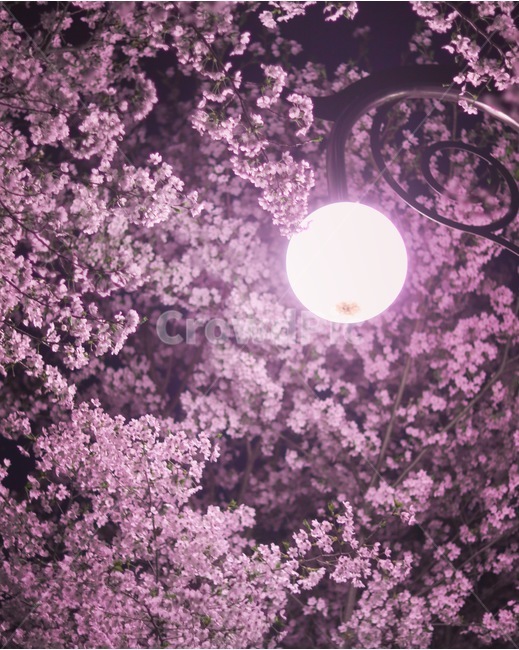 꽃,벚꽃,봄,빛,벚꽃놀이,가로등,불빛,꽃사진,봄,계절,spring,season,야경,밤,풍경,nightscape,night,landscape,식물,자연,plants,nature,꽃,flower,plant,blossom