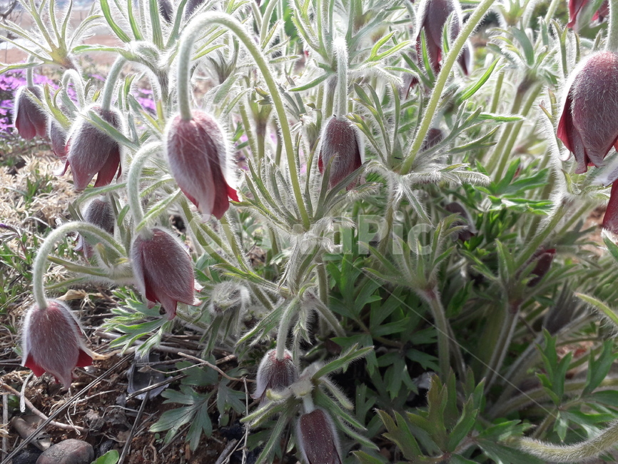 flower,plant,식물,bud,싹,blossom,꽃,할미꽃,따듯한,식물,자연,plants,nature,꽃,flower