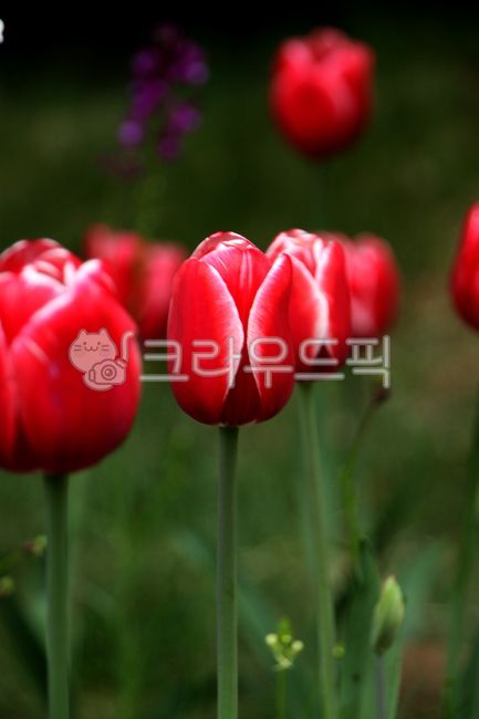 튜립, 튜립꽃, 튜립조경, 꽃, 식물, 사진,이미지,일러스트,캘리그라피 - 겨우나무작가