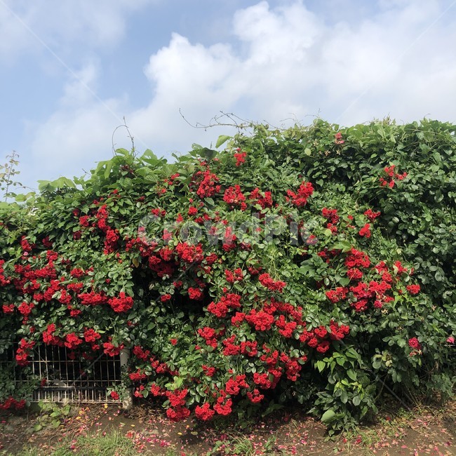 장미,하늘,푸른하늘,빨간장미,자연,풍경,초록잎,새싹,rose,꽃