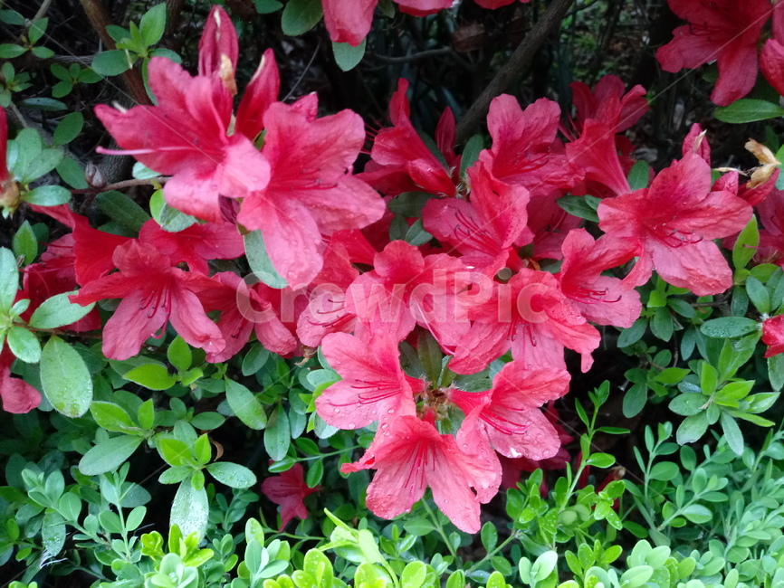 철쭉,smilerosebay,진달래과,식물,봄꽃,개꽃나무,springseasonflower,척촉화,낙엽관목,관상용