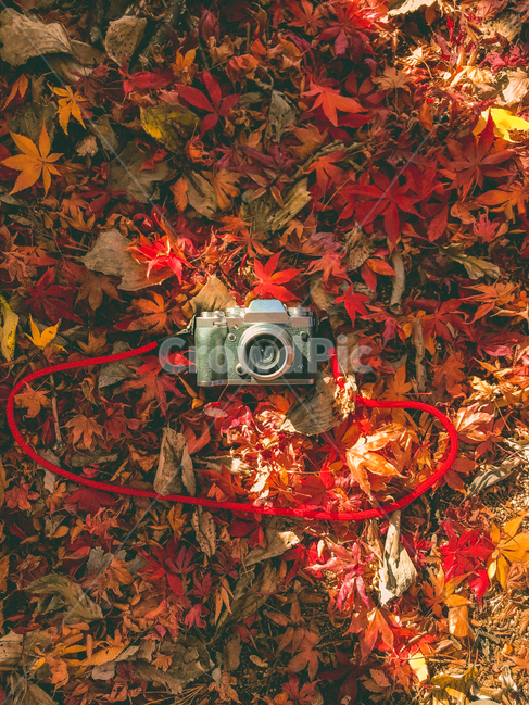 analog,autumn leaves,autumn,Retro sensibility,autumnleaves,Emotion,film camera