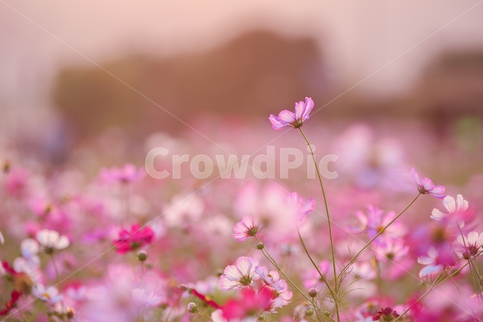코스모스,야생화,코스모스꽃,가을꽃,분홍꽃,꽃밭,가을향기,flower,autumn,fall,cosmos,가을,계절,fall,autumn,season,식물,자연,plants,nature,꽃,flower,geranium,제라늄,blossom,plant,petal,꽃잎