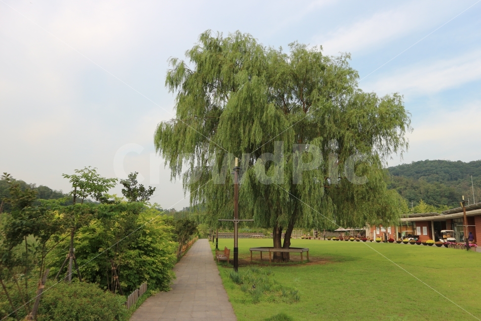 자연풍경,나무,색감,감성,분위기,자연,풍경,nature,landscape,tree,plant,식물