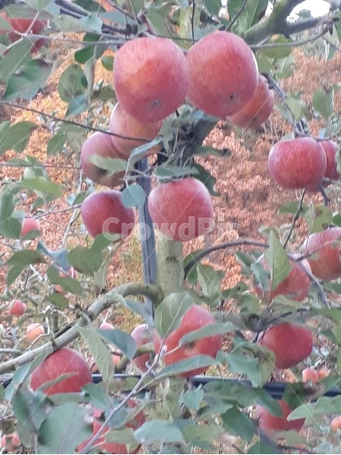 부사,사과,과일,청송사과,청송,식물,자연,plants,nature,과일,열매,fruit