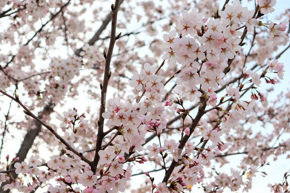 봄,꽃,봄꽃,벚꽃,나무,벚나무,식물,자연,플라워,생화,봄날,flower,cherryblossome,spring