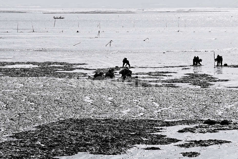 바다,갯벌,조개,흑백,풍경사진,자연,풍경,nature,landscape,사람들,대중,군중,other people,crowd,흑백,모노톤,monochrome,black and white,water,물,sea,outdoors,옥외,ocean,대양