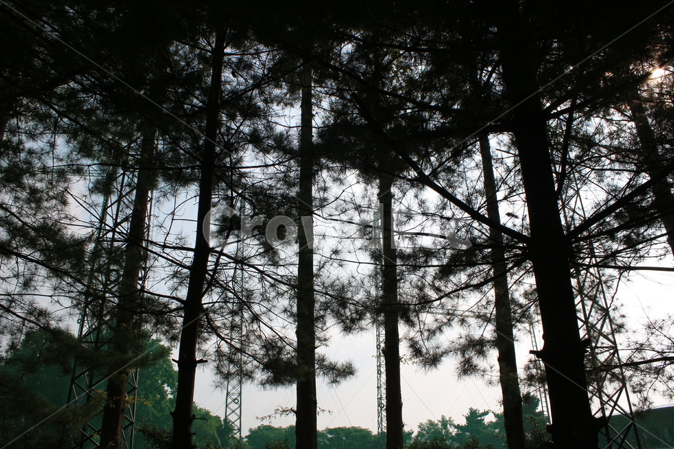 tree,flare,플레어,plant,light,빛,식물,나무,잎사귀,잎,자연,풍경,nature,landscape