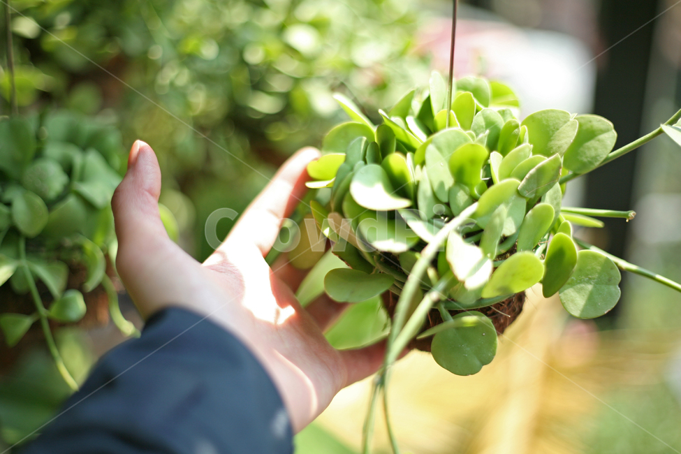 감성,손,쓰다듬,아이비,봄,봄날,화단,봄화단꽃,자연,식물,plants,nature,flower,spring,아웃포커싱,공원,식물,자연,plants,nature,사람,인물,인간,human,person,신체일부,몸,body