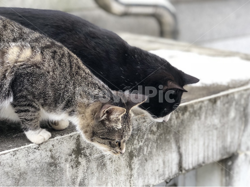 고양이,동물,길고양이,힐링,냥이,동물,animal,포유류,mammal,고양이,cat,kitten,kitty