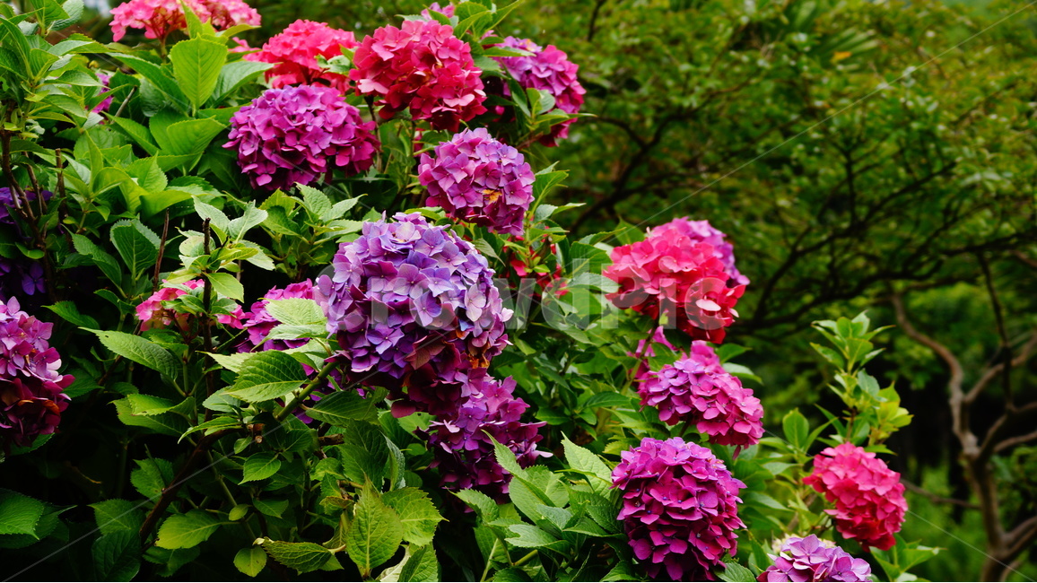 수국,꽃,꽃사진,식물,수국꽃,식물,자연,plants,nature,꽃,flower